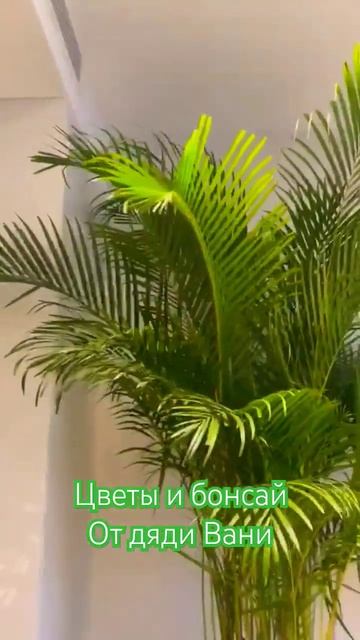 Пальма Арека Дипсис 🌴🪴🌿❤️🔥 смотреть онлайн