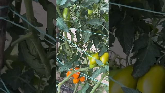 Помидор Бенигара в теплице и в открытом грунте