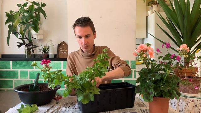 Герань. Сажаю в балконный ящик. Pelargonium Zonale и Pelargonium Peltatum
