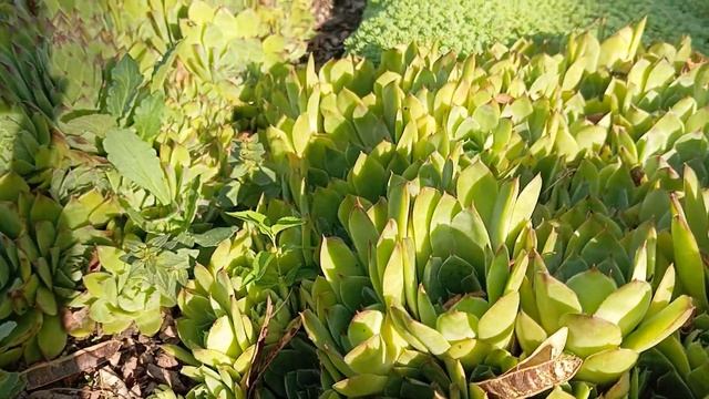 Імпровізована гірка:лаванда, розмарин, сукуленти,неви смотреть онлайн