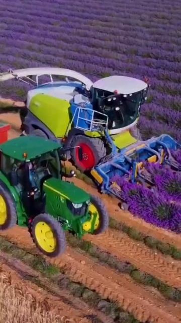 Уборка Лаванды. смотреть онлайн