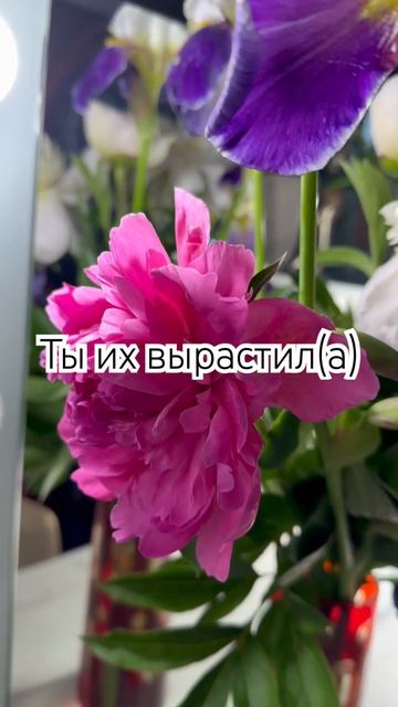Дача, пионы и Ирисы. Сад и огород #russia #flowers смотреть онлайн