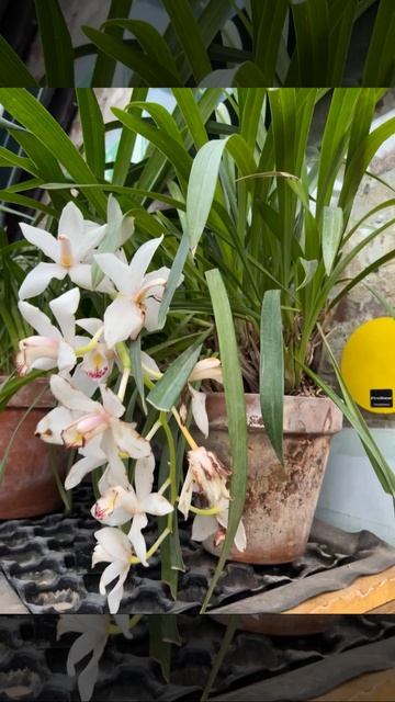 Орхидеjе. Орхидеи смотреть онлайн