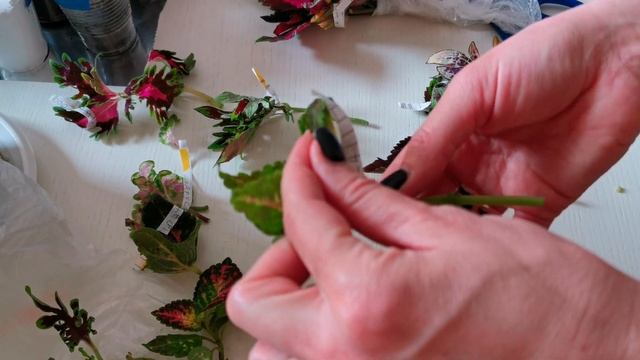 ВЛОГ/ В коллекции появились новые колеусы /еду забират смотреть онлайн