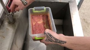 Все про трубочник ИЗЯ (TUBIFEX). Разведение. Уход. Плюсы и м