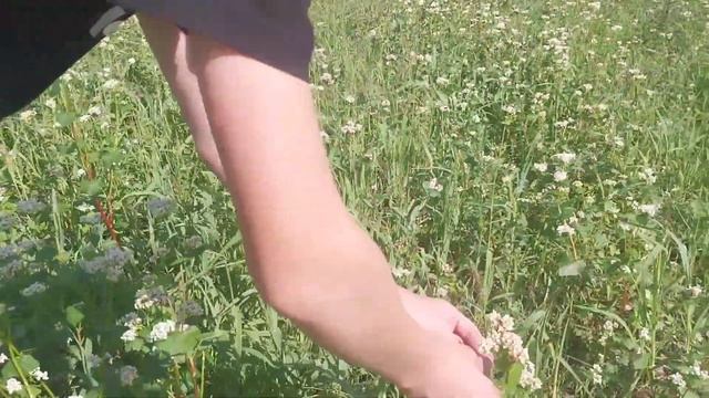 Как растёт Гречиха, гречка, гречишное поле. смотреть онлайн