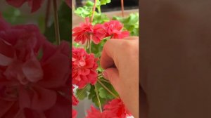 Ю_Лариса Огудалова Пеларгония