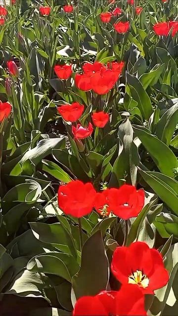 Цветут тюльпаны и первые ландыши. смотреть онлайн