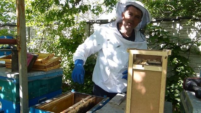 Что произошло за 10 дней с закрытым пчелопакетом без воды и меда. смотреть онлайн