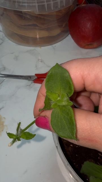 петуния - это же так просто)) #дача #исландия#петуния смотреть онлайн