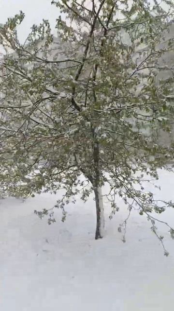 4 мая 2024 в ЕКБ (Екатеринбурге) пришла зима ❄️ #shorts #short #s смотреть онлайн