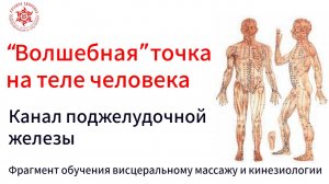 Канал поджелудочной железы. “Волшебная” точка на теле человека. Фрагмент обучения