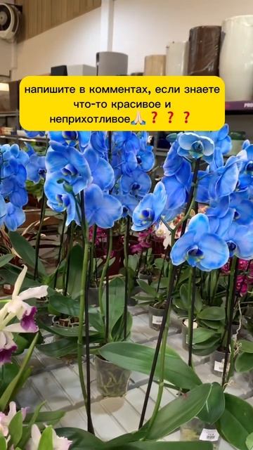 Цветочный в Бразилии. Смотрите до конца, спасите совет смотреть онлайн