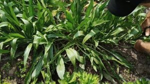 Как вырастить скарцанеру из семян в открытом грунте