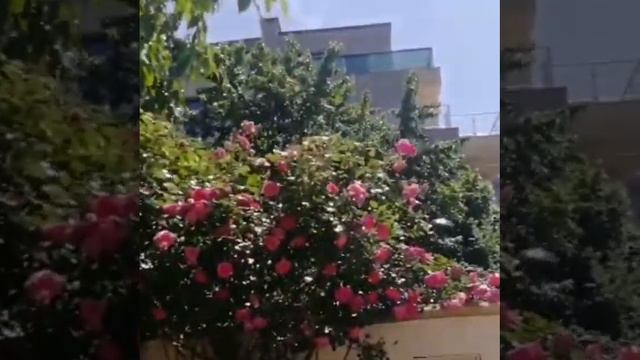 а в Болгарии розы пахнут🌹🏵️🌼🤗 смотреть онлайн