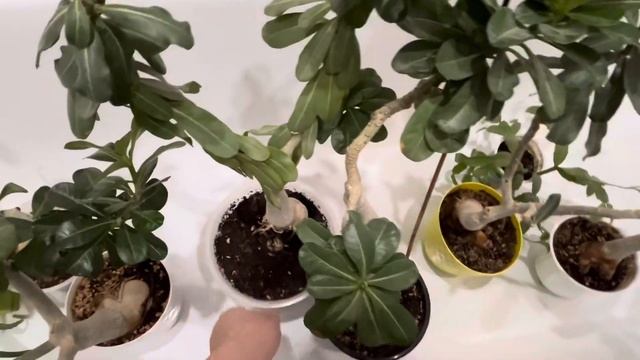 Подготовка адениумов к весне 2025 смотреть онлайн