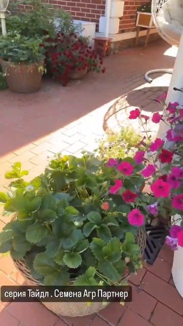 Петуния 3 смотреть онлайн