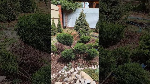 можжевельник Минджулеп