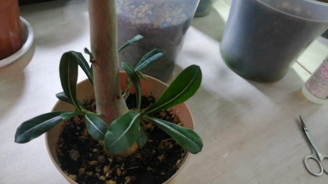 Обработка от вредителей, обрезка и прививания адениум смотреть онлайн