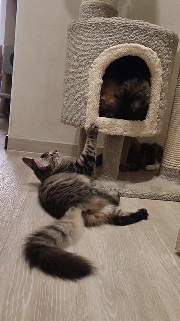 Норвежские лесные котята Мерлин, Орхидея и Оззи, fashionpea смотреть онлайн