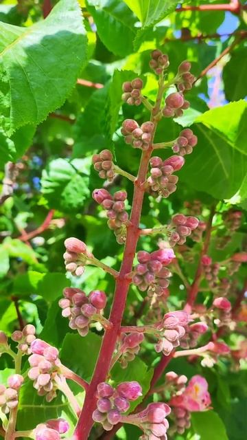 цветение платана в Новороссийске #пасха #пасха2025 #весн смотреть онлайн