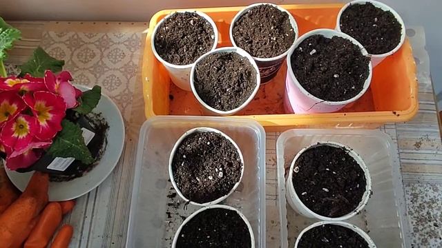 Годеция. Выращивание рассады. От посева семян до готов