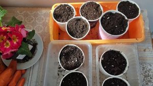 Годеция. Выращивание рассады. От посева семян до готов