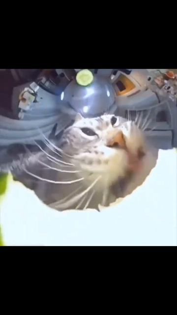 Кот ест арбуз с камерой 360°. смотреть онлайн