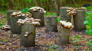 КАК ПОСАДИТЬ ВЕШЕНКИ НА ПЕНЬКАХ