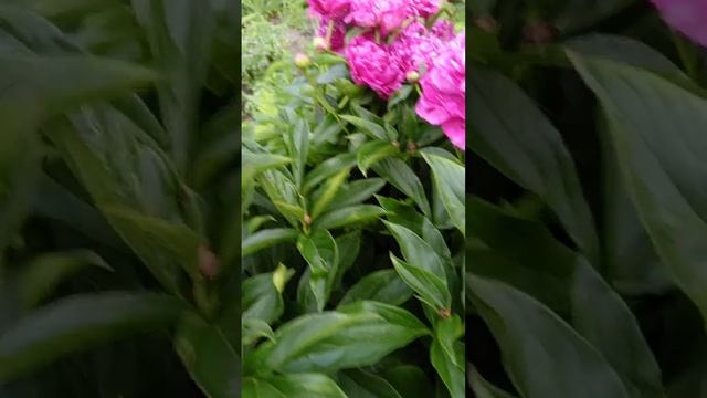 пион 🦈 розовый фон 🌺 смотреть онлайн