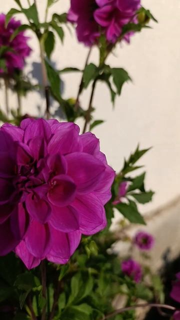 Георгины смотреть онлайн