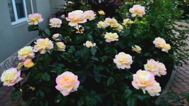 Роза Gloria Dei (Глория Дей, Peace, Роза Мира, Gioia) Meilland