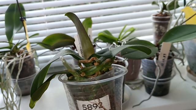 Орхидея Единорог и ещё одна очаровашка, супер адаптац? смотреть онлайн