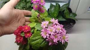 Вырастила астры на подоконнике. Результаты. #цветы #ог?