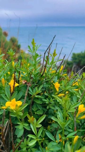 Туманный Утриш. А счастье есть, его не может не быть …#? смотреть онлайн