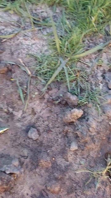 #газания #квіти_україни #село смотреть онлайн