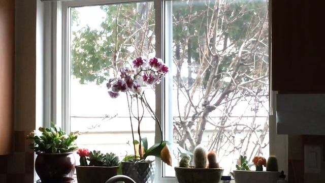 Red Cardinal and Orchid 🌺 птичка и орхидея смотреть онлайн