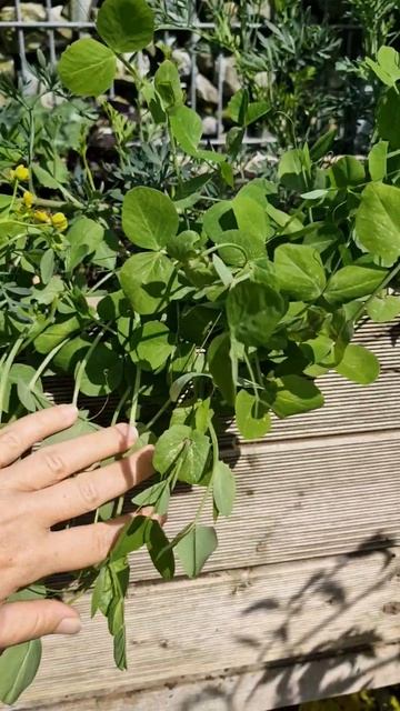 идея как посадить горох #огород #garden смотреть онлайн