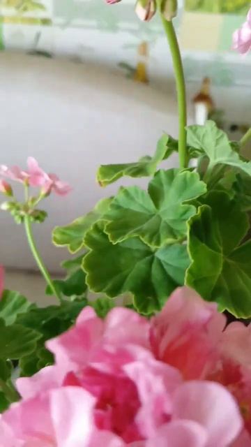 Герань смотреть онлайн