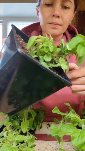 прищипка петунии . шар из петуний #петунии #тайдал #при?