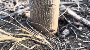 Как правильно делать технический срез , Павловнии ?