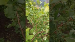 Голубика сорта : Бонус , Патриот , Блюкроп.