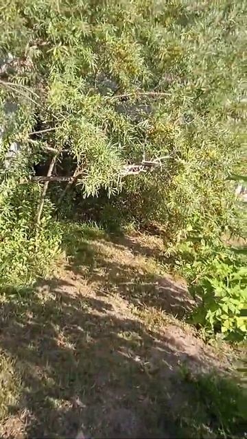 вишня и облепиха смотреть онлайн