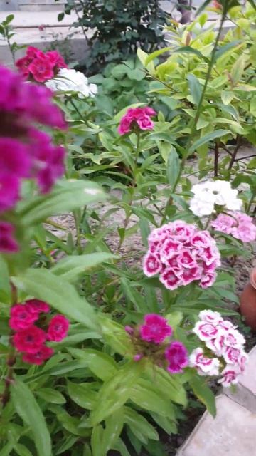 Гвоздика турецкая #flowers #garden #nature смотреть онлайн