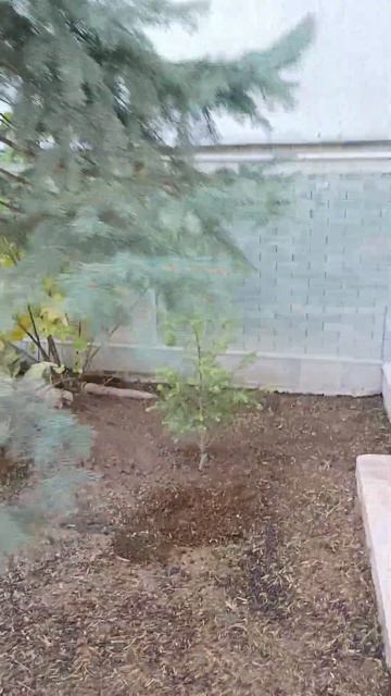 Пихта у меня появилась во дворе, давно мечтал. Обожаю к смотреть онлайн