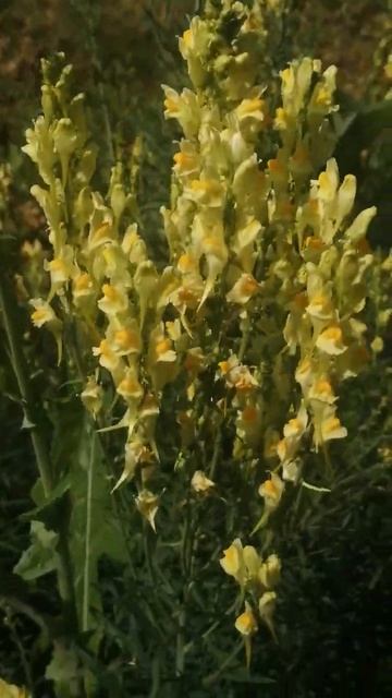 Львиный зев. смотреть онлайн