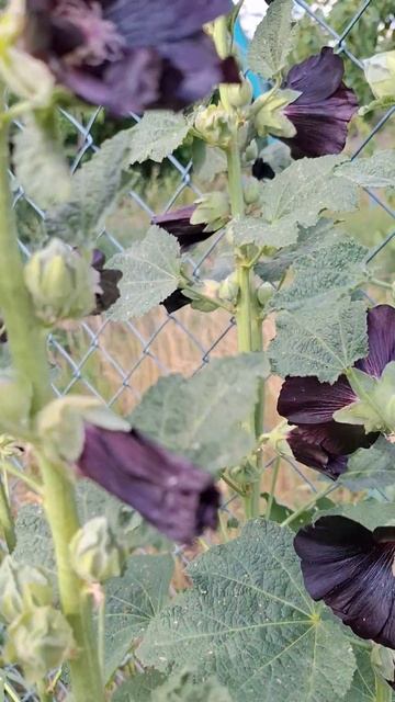 Черная мальва))) смотреть онлайн