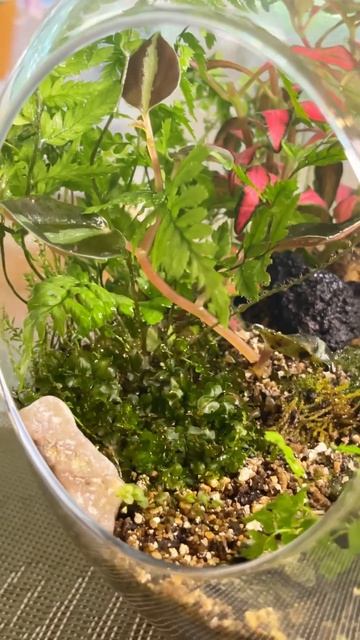 Топиарий#топиарий #растения #мох смотреть онлайн