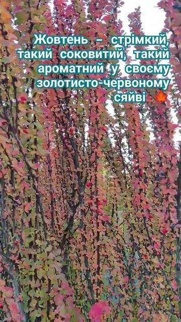 Berberis thunbergii Erecta #beautifulgarden #shortsvideo #криничанськасадиба #re смотреть онлайн