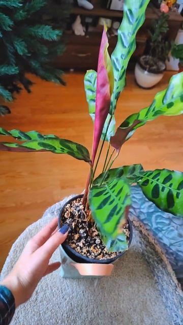 Калатея Лансифолия 🪴 #calathea #plants #plantlover #garden #flowers #urbanjungl смотреть онлайн